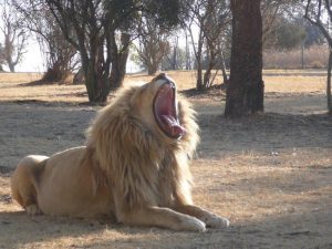 Lion - Africa Roar - African Tours