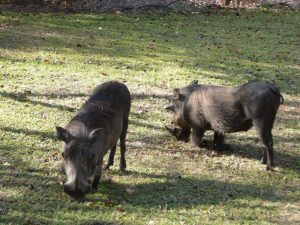 Warthog - Africa Roar - African Tours