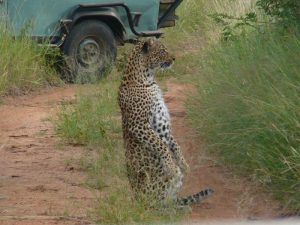 Leopard - Africa Roar - African Tours