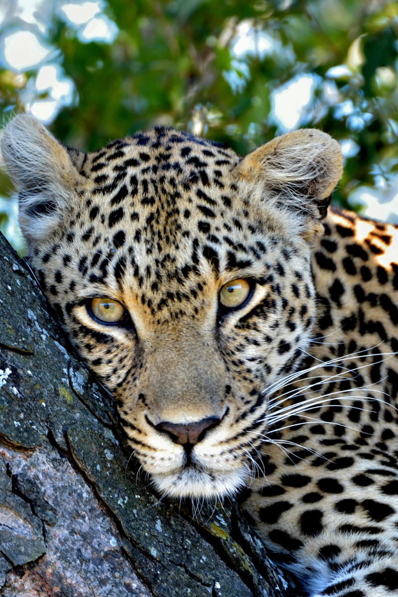 Leopard at Sabi Sands